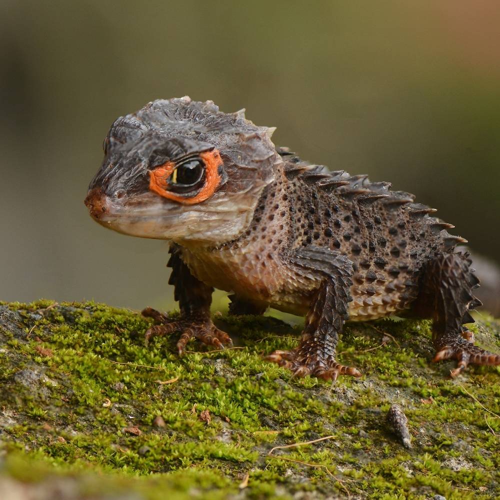 red eyed crocodile skink appearance - cbs