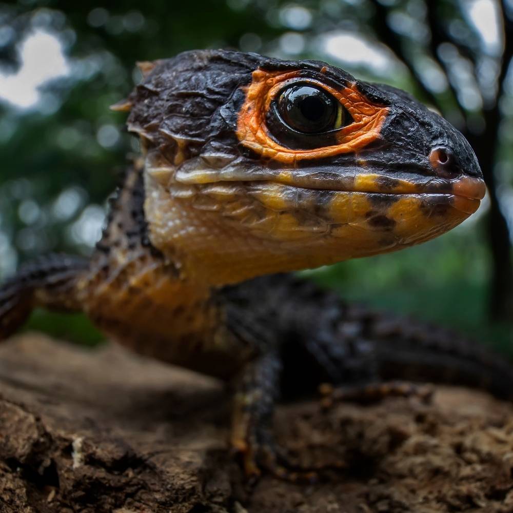 red eyed crocodile skink lifespan - cbs