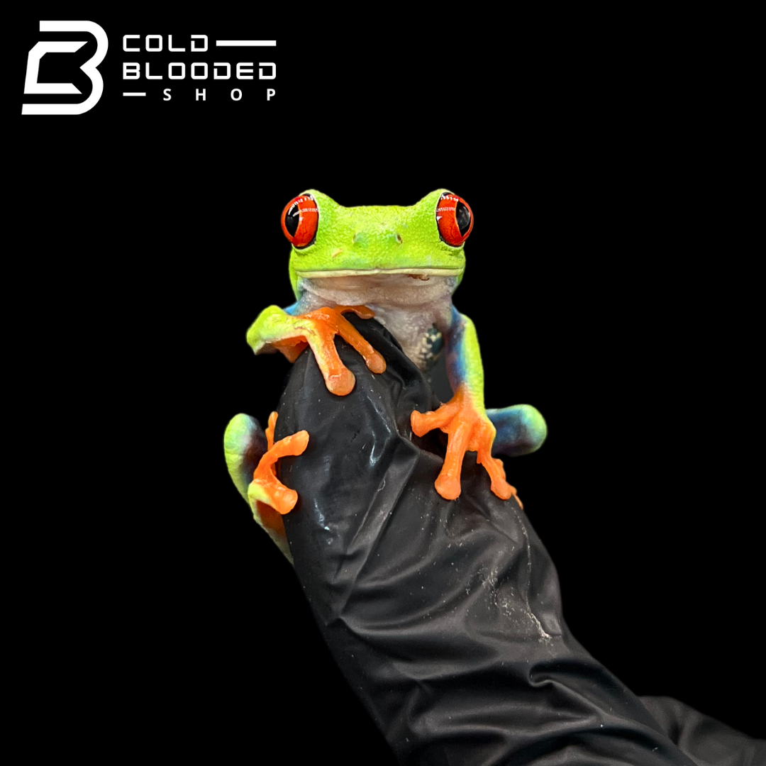 Red-Eyed Tree Frogs - Agalychnis callidryas