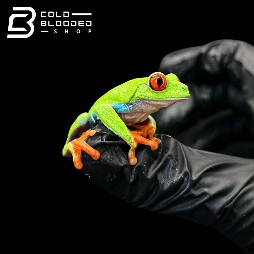 Red-Eyed Tree Frogs - Agalychnis callidryas