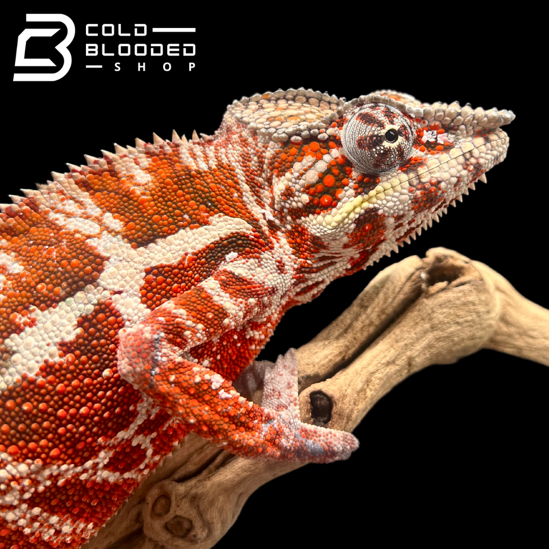 Panther Chameleon - Furcifer pardalis #13 - Cold Blooded Shop