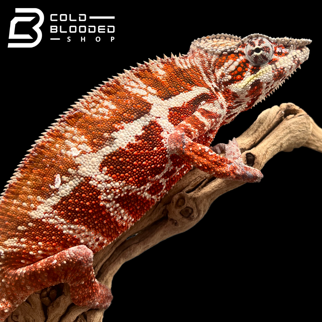 Panther Chameleon - Furcifer pardalis #13 - Cold Blooded Shop