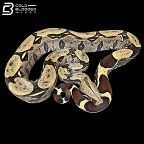 Dark Male Suriname Boa Constrictor - Boa constrictor constrictor