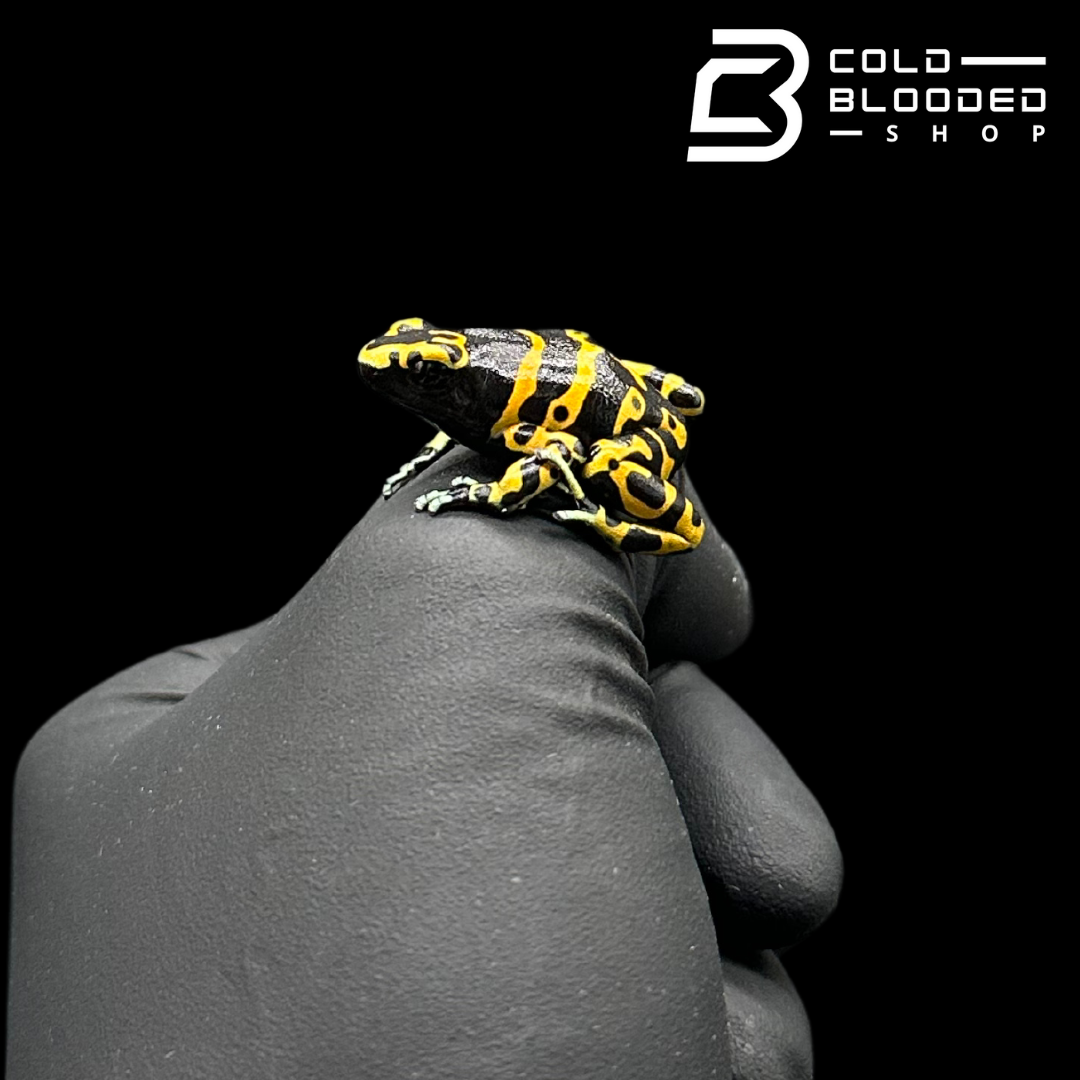 CB Bumblebee Poison Arrow Frogs - Dendrobates leucomelas