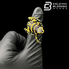 CB Bumblebee Poison Arrow Frogs - Dendrobates leucomelas