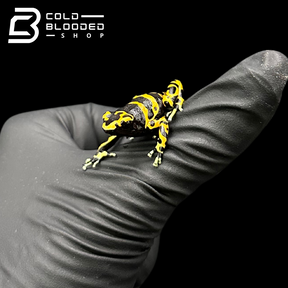 CB Bumblebee Poison Arrow Frogs - Dendrobates leucomelas