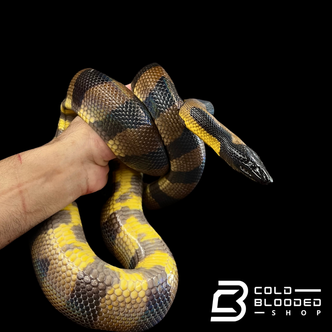 Adult Female Bismarck Ringed Python - Bothrochilus boa