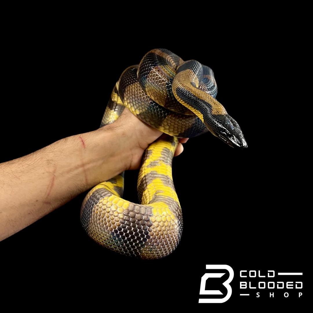 Adult Female Bismarck Ringed Python - Bothrochilus boa