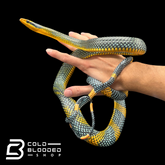 Royal Tree Snake - Gonyosoma margaritatum