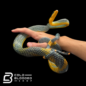 Royal Tree Snake - Gonyosoma margaritatum