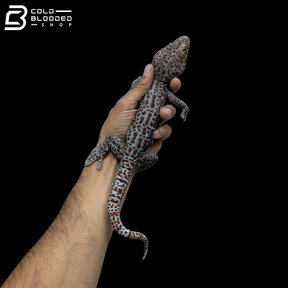 Adult Red spot Tokay Gecko - Gekko gecko