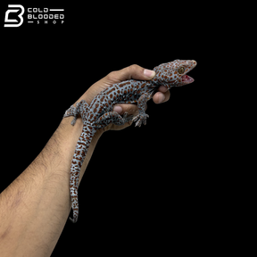 Adult Red spot Tokay Gecko - Gekko gecko