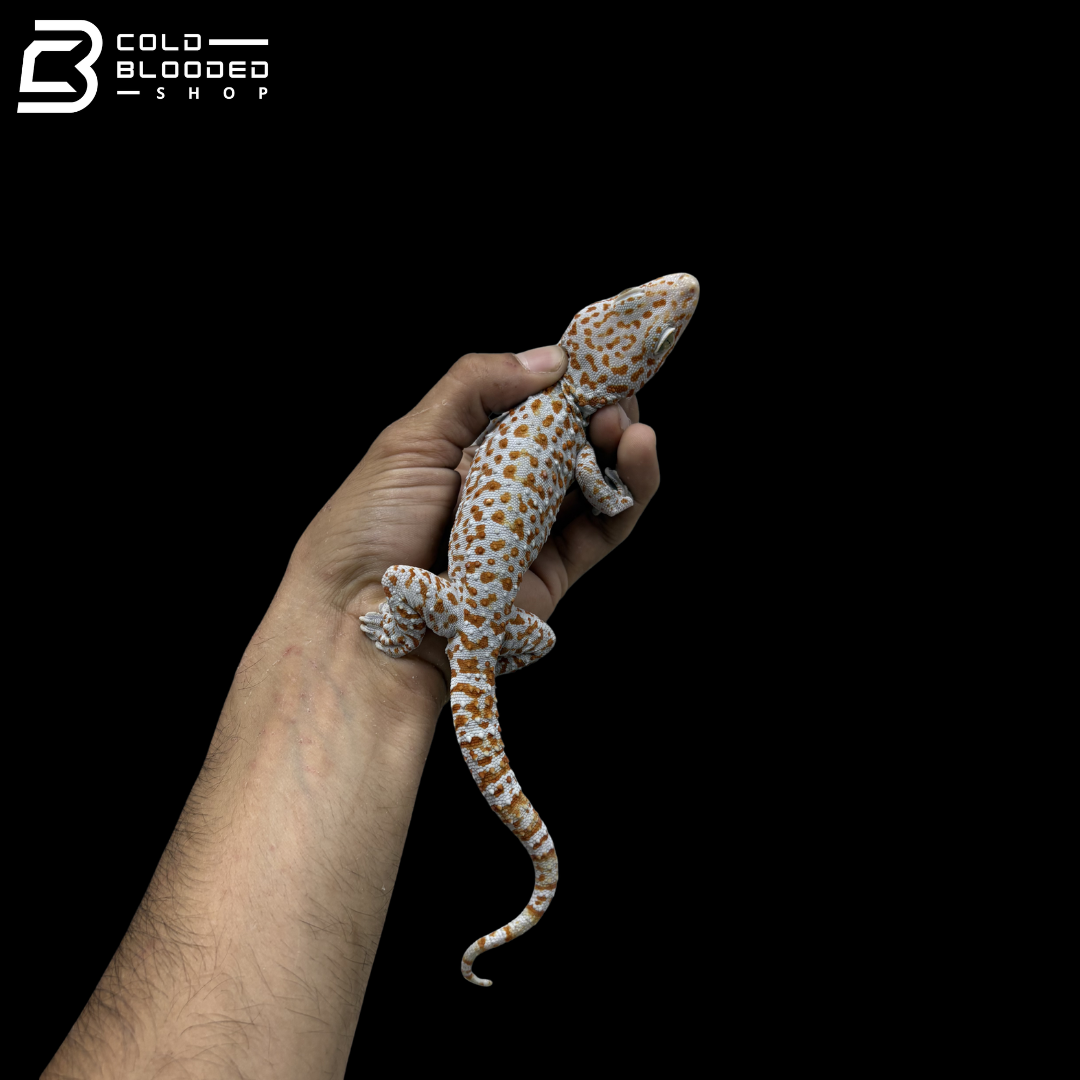 Adult Red spot Tokay Gecko - Gekko gecko