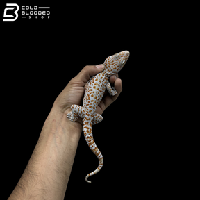 Adult Red spot Tokay Gecko - Gekko gecko