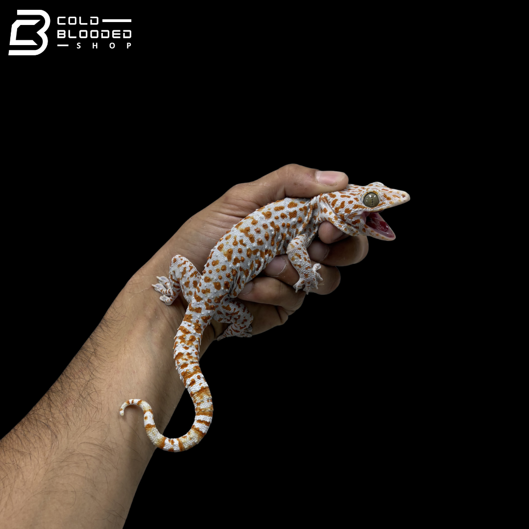 Adult Red spot Tokay Gecko - Gekko gecko