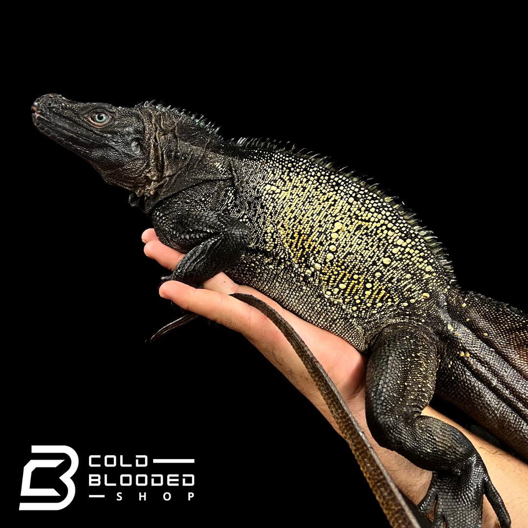 Adulto Negro Lagarto Dragón Sailfin - Hydrosaurus celebensis