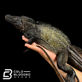 Adulto Negro Lagarto Dragón Sailfin - Hydrosaurus celebensis