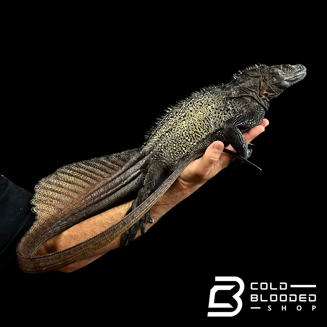 Adulto Negro Lagarto Dragón Sailfin - Hydrosaurus celebensis