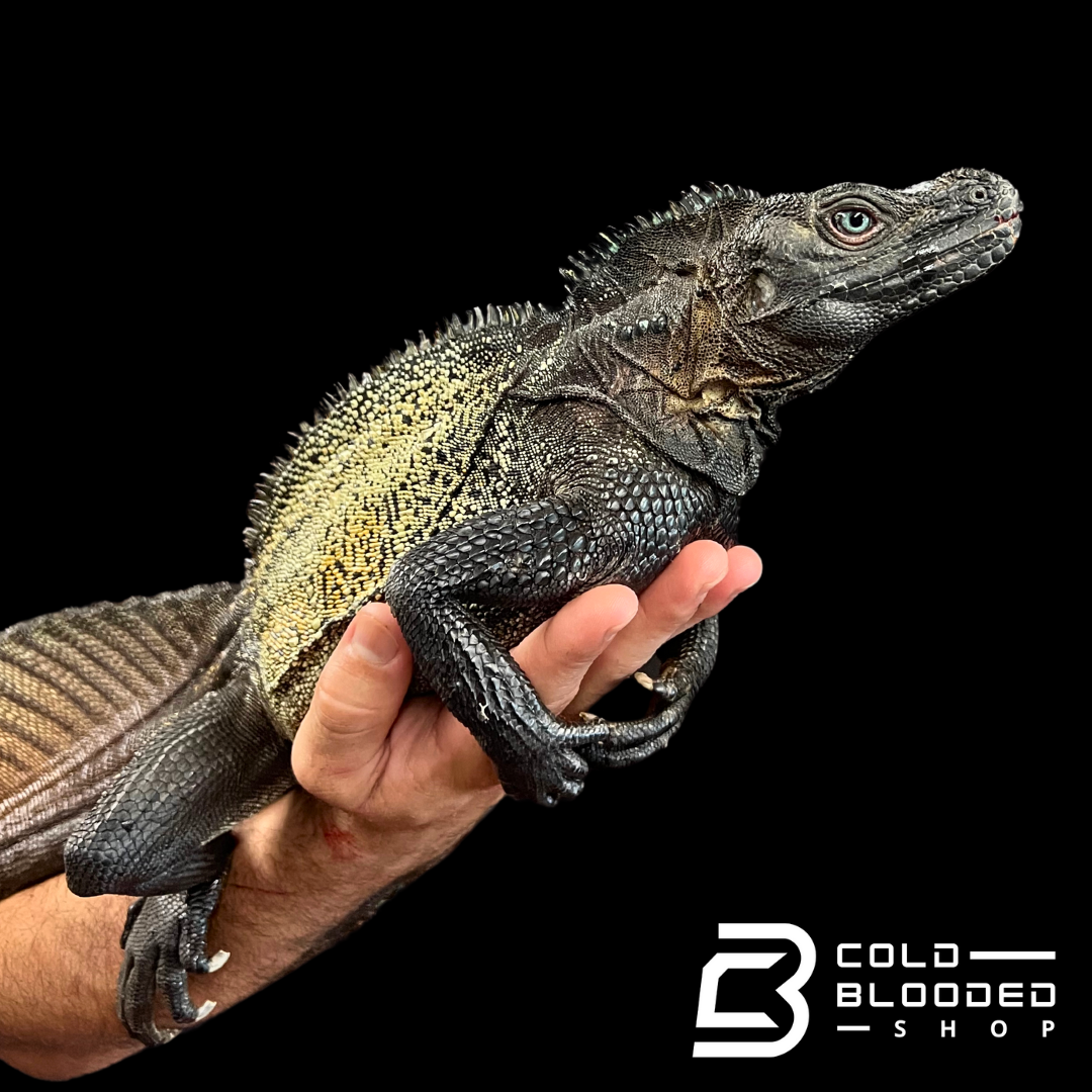 Adult Black Sailfin Dragon Lizard - Hydrosaurus celebensis