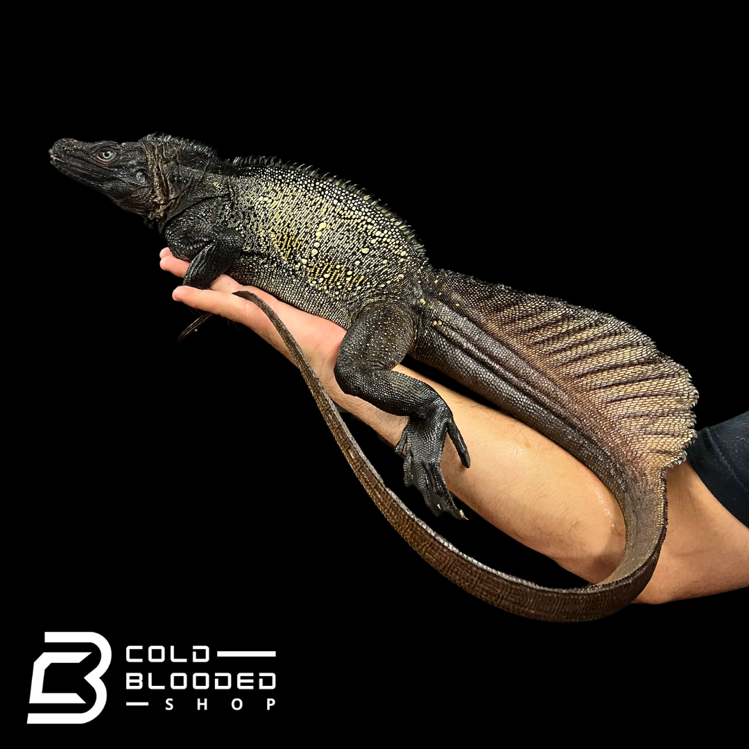 Adult Black Sailfin Dragon Lizard - Hydrosaurus celebensis