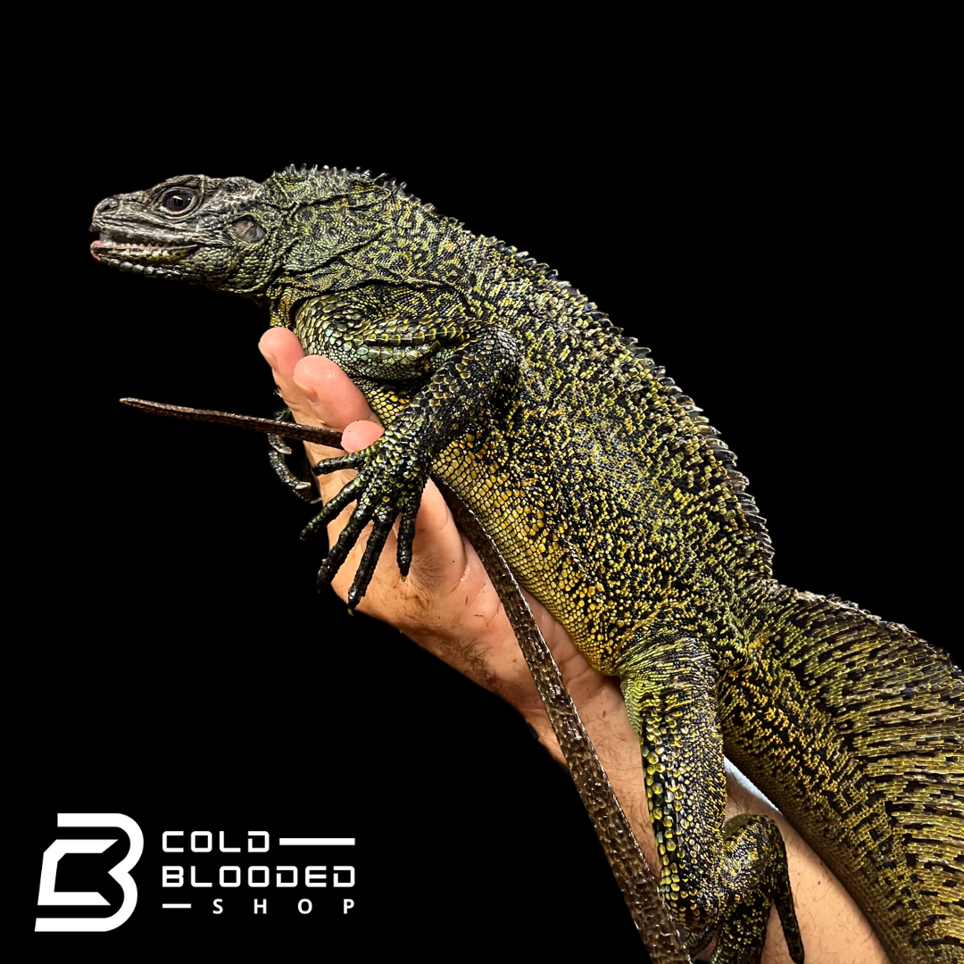 Ambon Sailfin Dragon Lizard - Hydrosaurus amboinensis