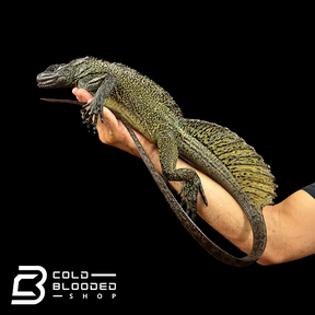 Ambon Sailfin Dragon Lizard - Hydrosaurus amboinensis