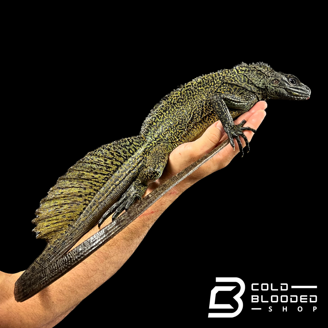 Ambon Sailfin Dragon Lizard - Hydrosaurus amboinensis