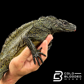 Ambon Sailfin Dragon Lizard - Hydrosaurus amboinensis