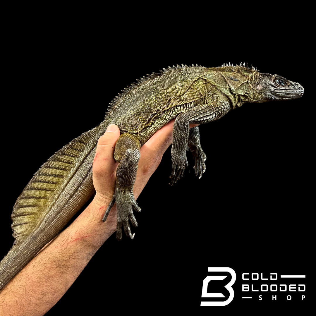 Weberi Sailfin Dragon Lizard - Hydrosaurus weberi