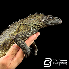 Weberi Sailfin Dragon Lizard - Hydrosaurus weberi