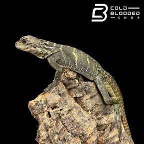 Baby/Juvenile Celebensis Sailfin Dragon Lizard - Hydrosaurus celebensis