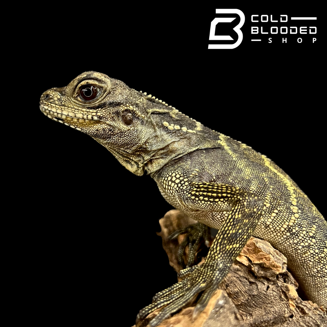 Baby/Juvenile Celebensis Sailfin Dragon Lizard - Hydrosaurus celebensis