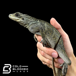 Juvenile Indonesian Sailfin Dragon Lizards - Hydrosaurus microlophus