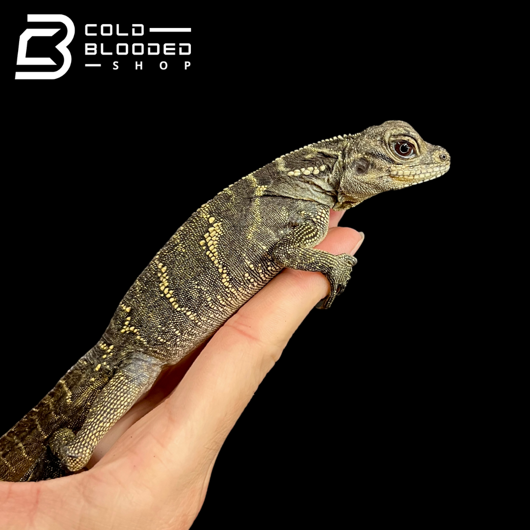 Baby/Juvenile Celebensis Sailfin Dragon Lizard - Hydrosaurus celebensis