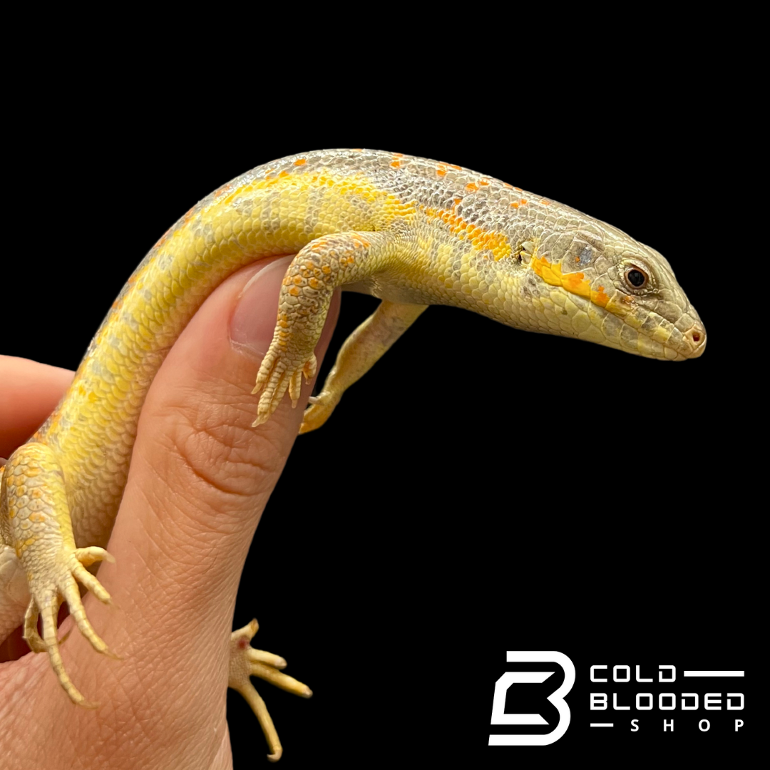 Schneider's Skinks - Eumeces schneiderii