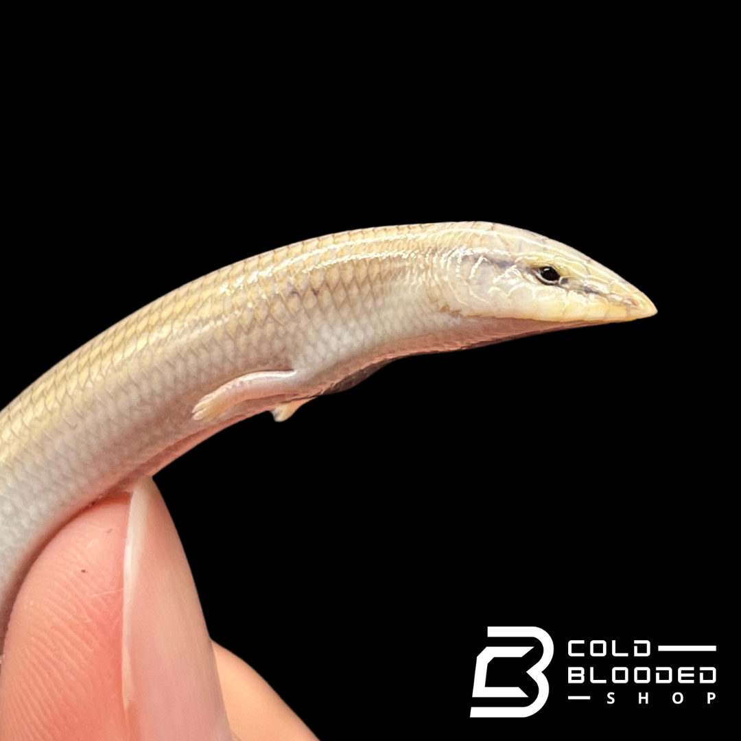 Wedge-Snouted Skinks - Chalcides sepsoides