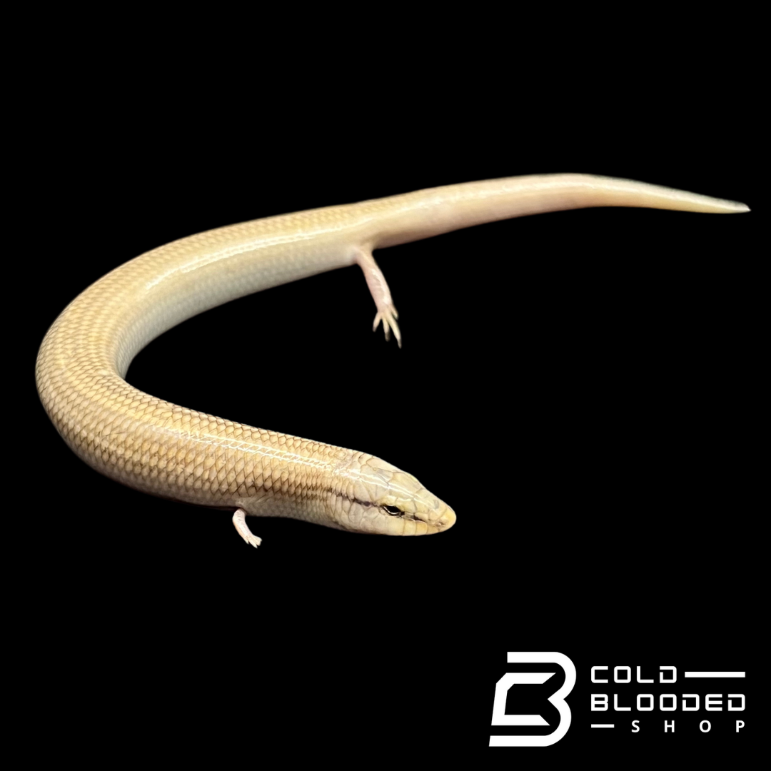 Wedge-Snouted Skinks - Chalcides sepsoides