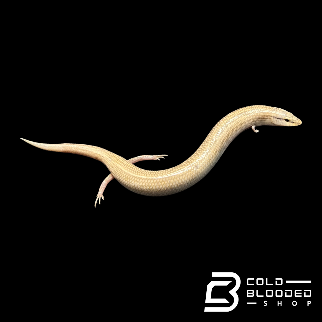 Wedge-Snouted Skinks - Chalcides sepsoides