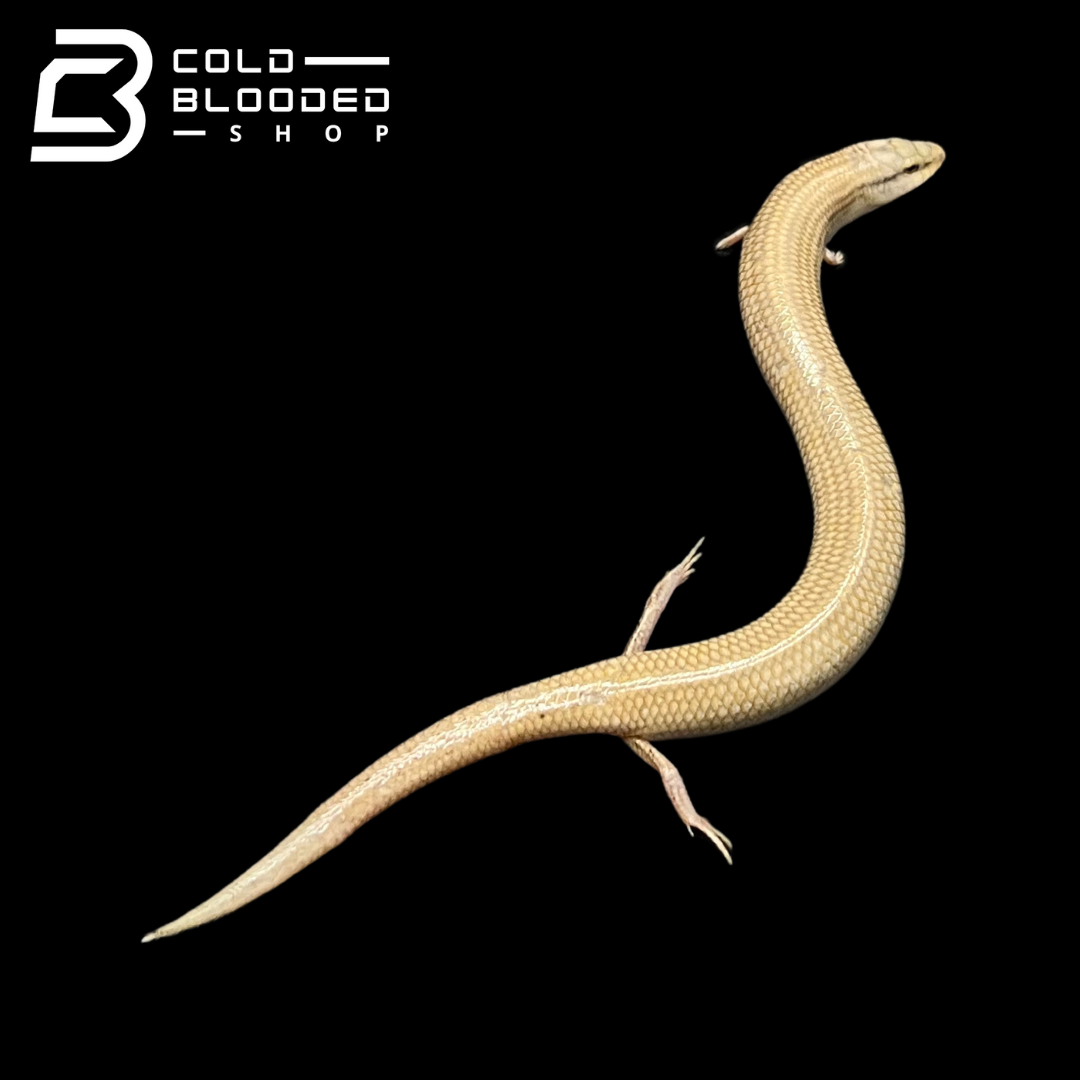 Wedge-Snouted Skinks - Chalcides sepsoides