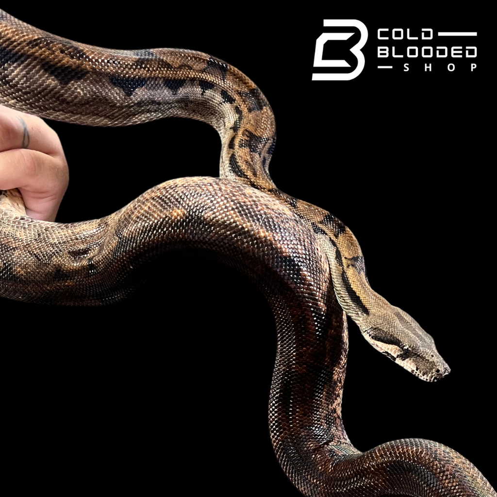 Male Hypo Motley Double Het Sun Dragon Boa - Boa Constrictor