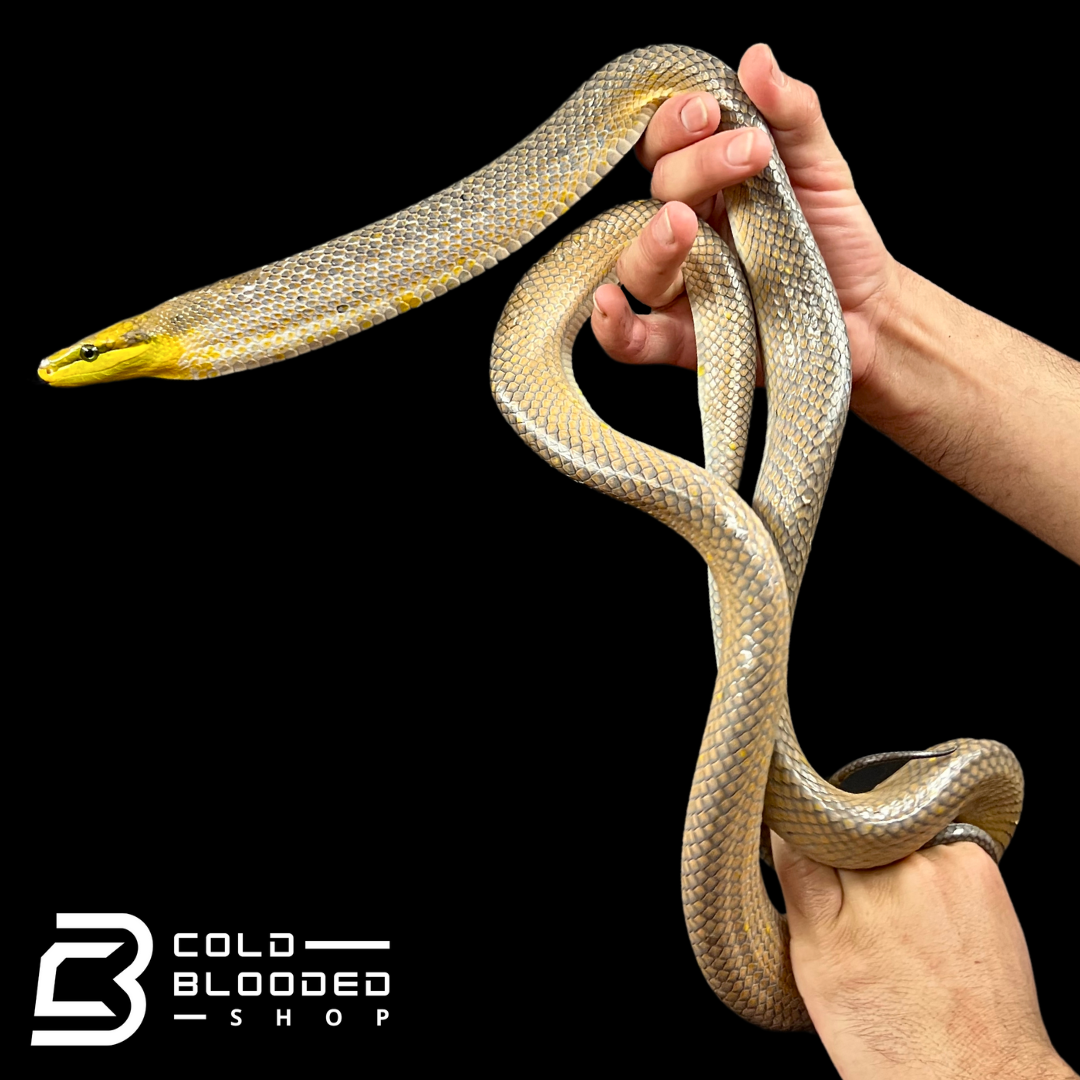 Female Silver Phase Red-tailed Green Rat Snake - Gonyosoma oxycephalum #1