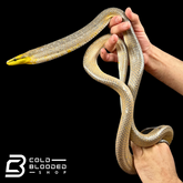 Female Silver Phase Red-tailed Green Rat Snake - Gonyosoma oxycephalum #1