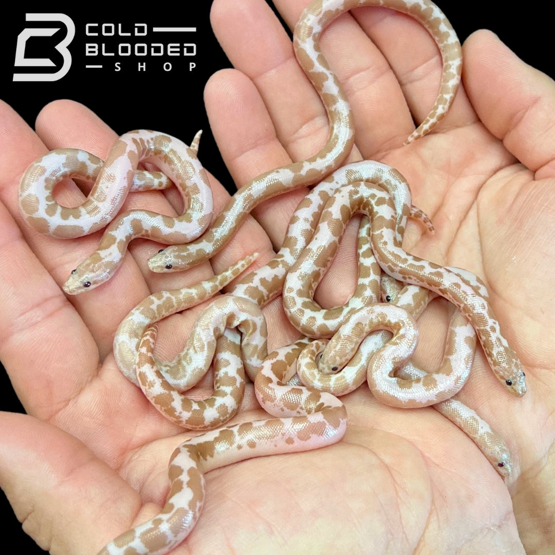Baby Snow Kenyan Sand Boas - Eryx colubrinus - Cold Blooded Shop