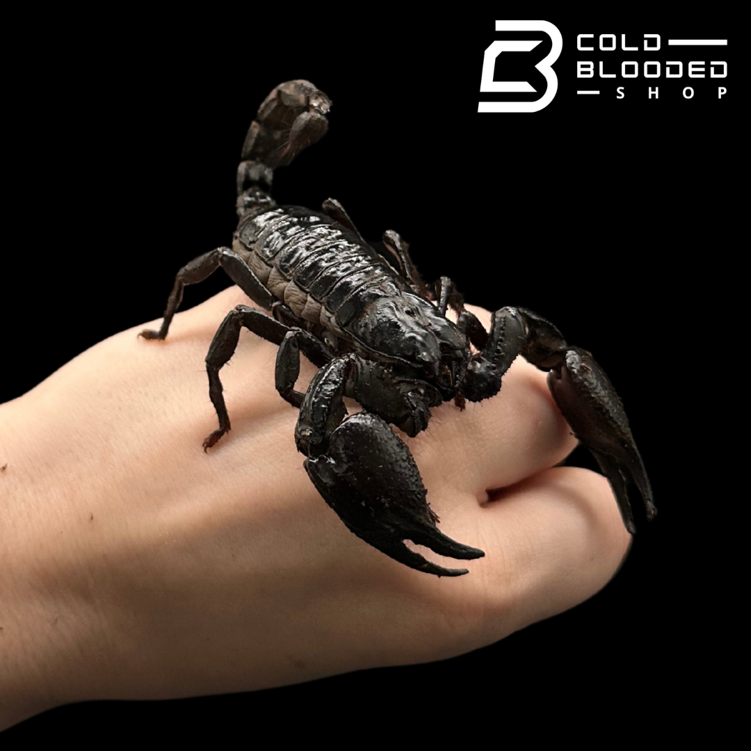 Asian Forest Scorpions - Heterometrus silenus