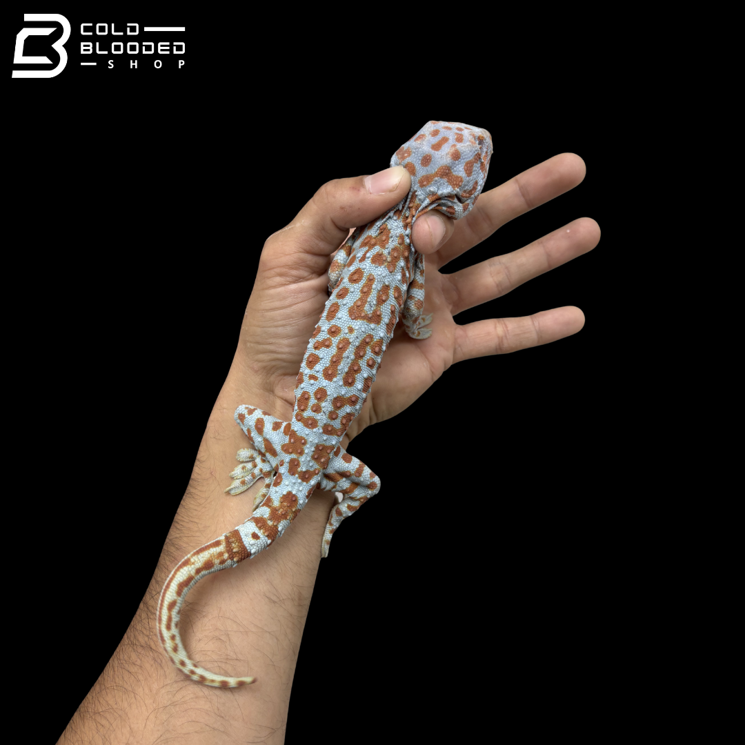 Adult Special Tokay Gecko - Gekko gecko