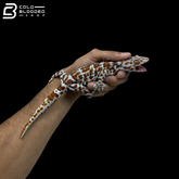 Adult Special Tokay Gecko - Gekko gecko