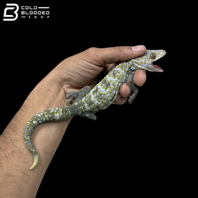 Adult Special Tokay Gecko - Gekko gecko
