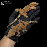 5 Adult Ink Dal Crested Geckos