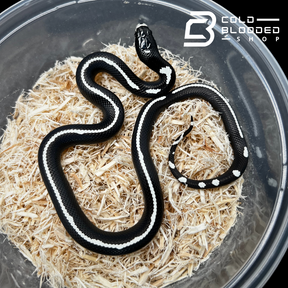 Baby Striped California Kingsnakes - Lampropeltis californiae