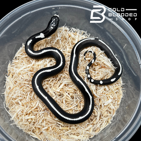 Baby Striped California Kingsnakes - Lampropeltis californiae